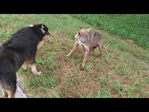 Ponte di Piave (Treviso), avvistato un lupo nelle campagne. Il sindaco: “Va preso e liberato in…”