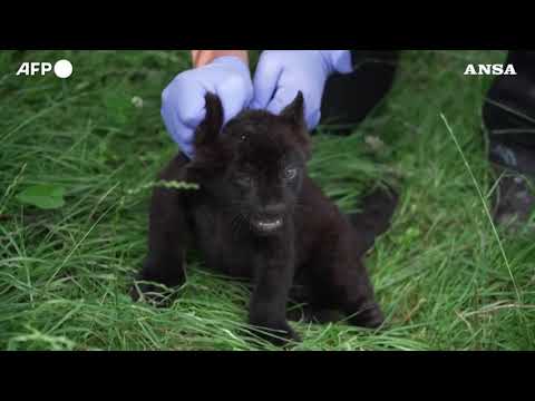 Evento straordinario in uno zoo francese, nato un cucciolo di giaguaro