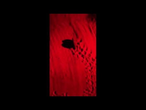 Monopoli, la schiusa delle uova caretta caretta