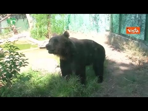 L’orso Kuma dal Bioparco di Roma a un bosco tedesco, ora vivrà in semi-libertà