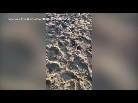 Napoli, tartarughine sulla spiaggia di Casamicciola