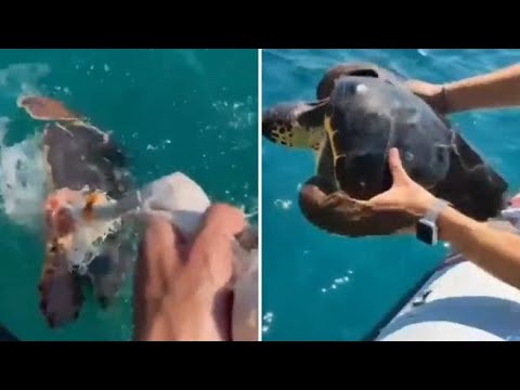 Tartaruga impigliata tra cime e spezzoni di rete al largo di Randello