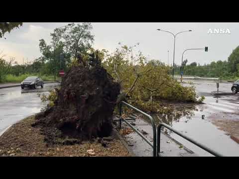 Maltempo, nubifragio a Torino: caduti alberi e danneggiamenti