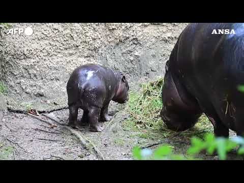 Lo zoo di Berlino presenta un cucciolo di ippopotamo pigmeo