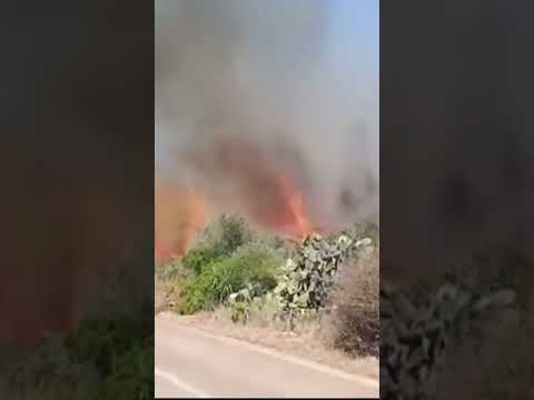 Salento, l’incendio divampato al parco naturale Litorale di Ugento #shorts #news