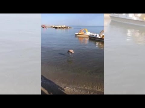 Riviera Romagnola, la marcia del fenicottero lungo la battigia