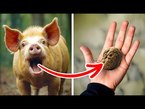 Un Uomo Ha Trovato una Rara Pietra da 600.000 Dollari Dentro un Maiale