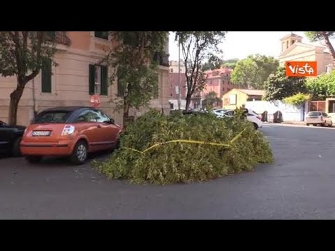 Bomba d’acqua su Roma, rami spezzati e alberi danneggiati nel quartiere Prati