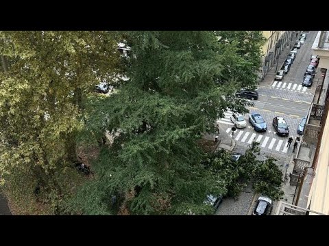 Torino, albero cade in via Cernaia (anche senza pioggia)