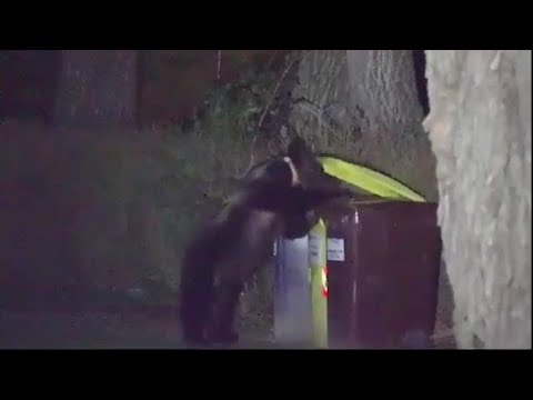L’orsa Gemma apre i cassonetti dei rifiuti a Scanno, ecco lo straordinario video dall’Abruzzo