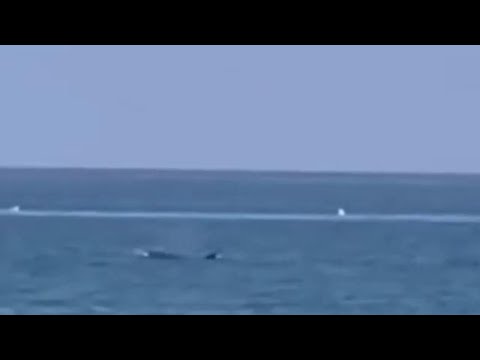 Tor Vajanica, un delfino salta fuori dall’acqua davanti ai bagnanti sulla spiaggia