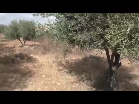 Cisgiordania, spari e aggressioni durante la raccolta delle olive
