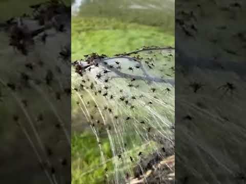 Ragnatele giganti nei campi dell’Emilia-Romagna