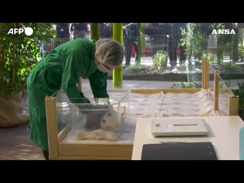 Cucciole di panda gemelle si presentano allo zoo di Berlino