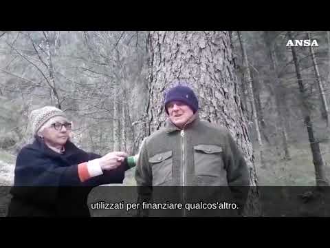 Val di Ledro, l’appello al Papa: “Salviamo gli abeti destinati a San Pietro”
