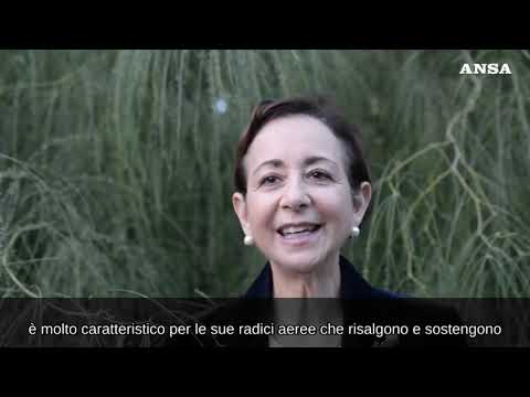 Giornata mondiale dell’albero, “il miglior amico dell’uomo”