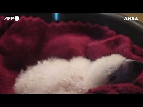 Filippine, aquila in via di estinzione nasce grazie all’inseminazione artificiale