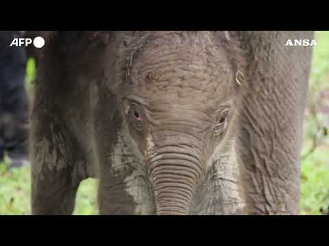 Indonesia, nato cucciolo di elefante di Sumatra