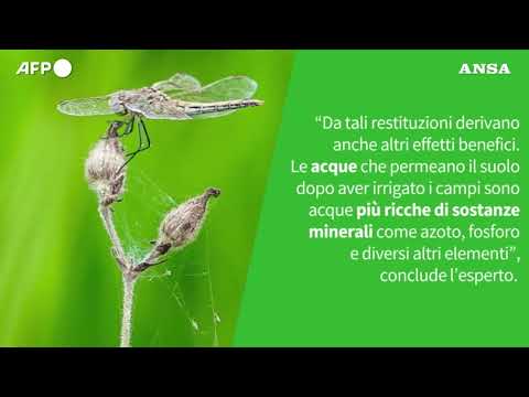 Ansa VERIFIED – L’agricoltura e’ tra i principali responsabili degli sprechi d’acqua?