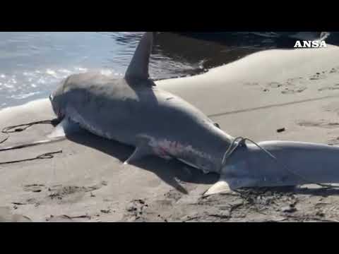 Due squali volpe trovati spiaggiati nel Napoletano