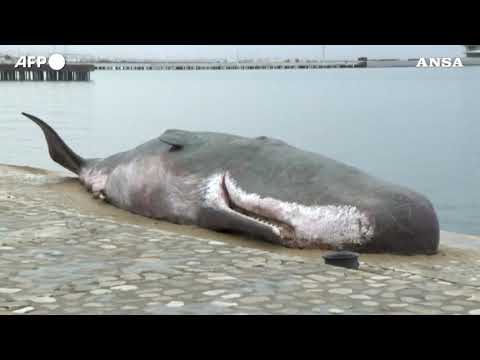 Cop29, replica di una balena arenata compare a Baku