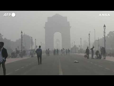 “A scuola” solo scimmie e scoiattoli, primarie chiuse per inquinamento a New Delhi