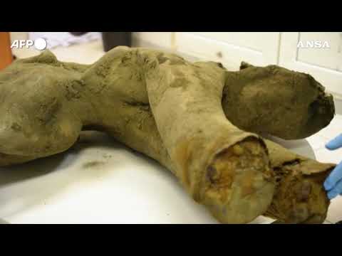 Russia, trovati i resti di un cucciolo di mammut di 50mila anni fa