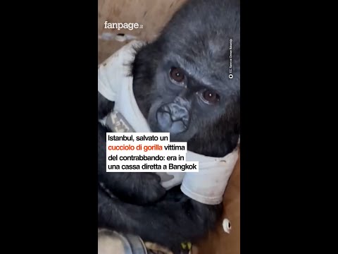 Istanbul, salvato un cucciolo di gorilla vittima del contrabbando