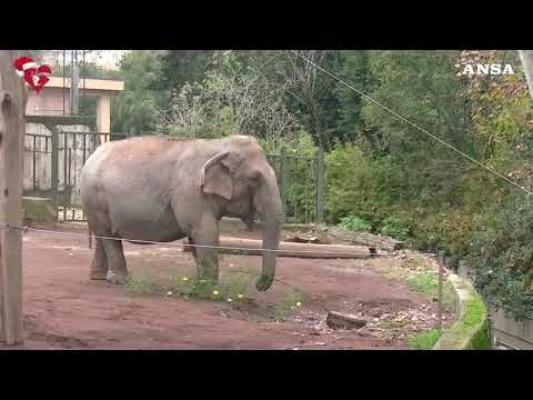 Roma, anche gli animali del Bioparco ricevono i regali di Natale