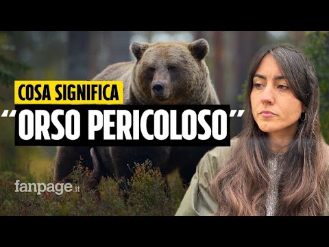 Abbattuto in Trentino M91: quando un orso si può definire “pericoloso”?