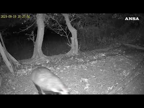 In un bosco nell’Orvietano un “ritrovo” della fauna selvatica