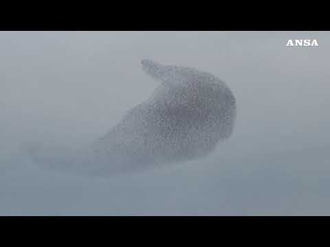 Pescara, la danza degli storni in cielo incanta la citta’