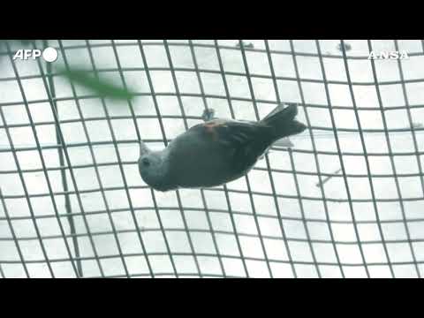 Venezuela, conservazionisti in lotta per proteggere il lucherino rosso