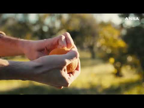 Appello al Governo da 15 sigle:  “No alla sugar tax”