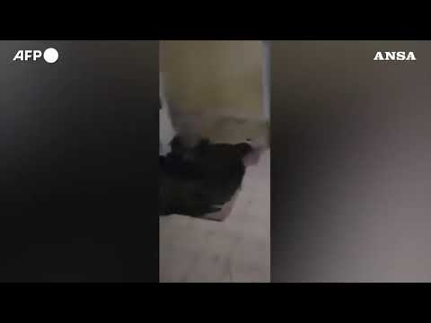 Siria, i ribelli aprono le porte del carcere di Sednaya