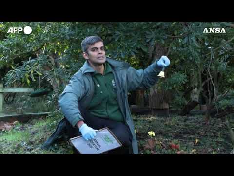 Lo zoo di Londra avvia il censimento annuale degli animali