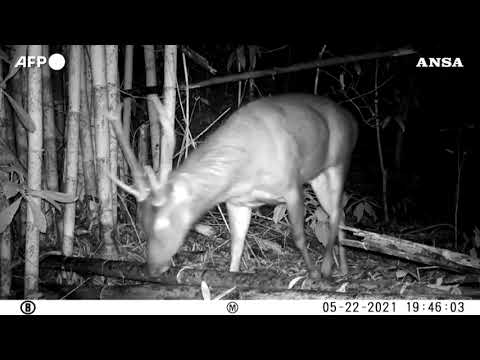 Cambogia, scoperte specie selvatiche rare e in via di estinzione