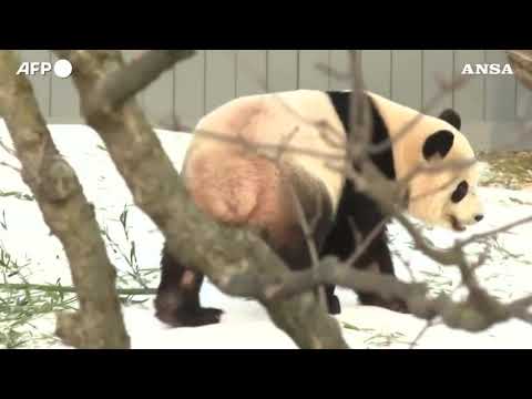 I panda giganti Bao Li e Qing Bao fanno il loro debutto allo zoo di Washington