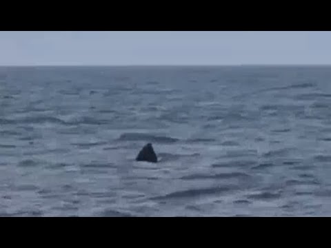 A GALLIPOLI AVVISTATO SQUALO ELEFANTE