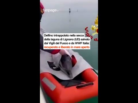 Delfino intrappolato nella secca della laguna di Lignano (UD) salvato da Vigili del Fuoco e da WWF