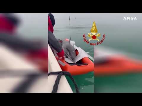 Lignano Sabbiadoro, i vigili del fuoco liberano delfino rimasto insabbiato