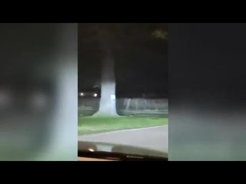 Garda, un lupo si aggira nella notte vicino a Costermano