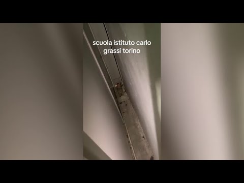 Torino, topi all’istituto tecnico Grassi: colpa dei lavori in corso