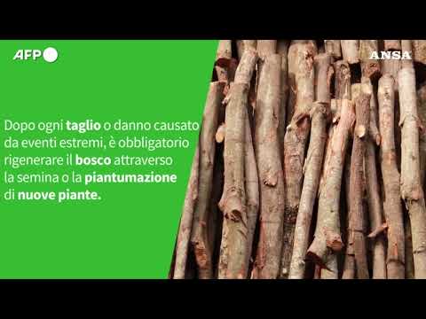 ANSA VERIFIED – E’ vero che il taglio degli alberi fa male ai boschi?