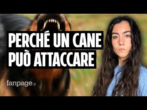 Giovane donna sbranata e uccisa a Latina: cosa potrebbe spingere un cane ad attaccare?