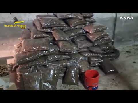 Maxi-piantagione di marijuana nel Nuorese, arrestato un 49enne