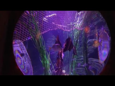 Sealife, l’acquario promuove il progetto di salvaguardia degli squali