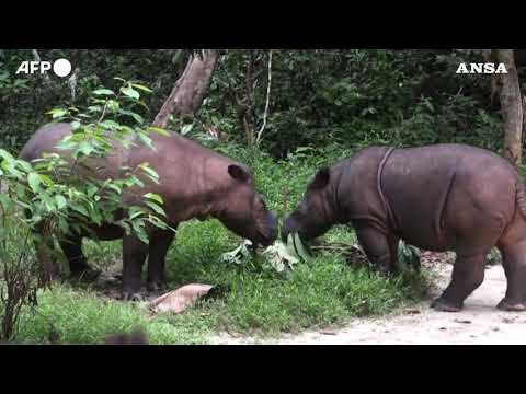 Indra, la piccola rinoceronte di Sumatra che rida’ speranza alla specie