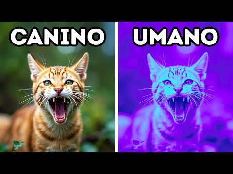 Oltre 100 Curiosità Sugli Animali Selvatici Che Mi Hanno Rapito