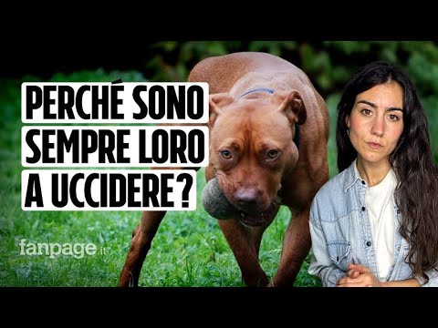 Bimba di 9 mesi sbranata ad Acerra: perché sono sempre i pitbull a uccidere? Analisi della razza
